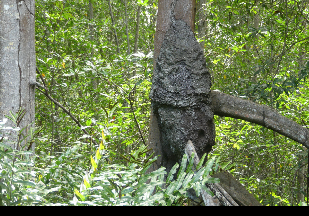 A Nasutitermes termite nest on a tree trunk. Very spooky!